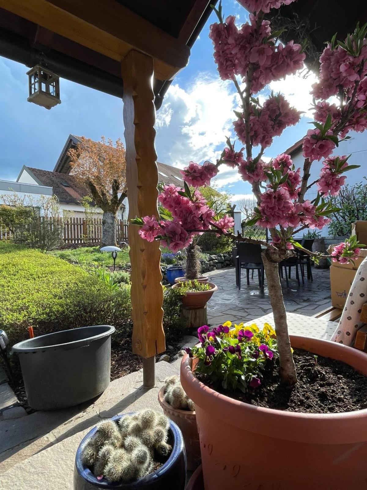 Apartmán Zumglueckfrei Pasov Exteriér fotografie